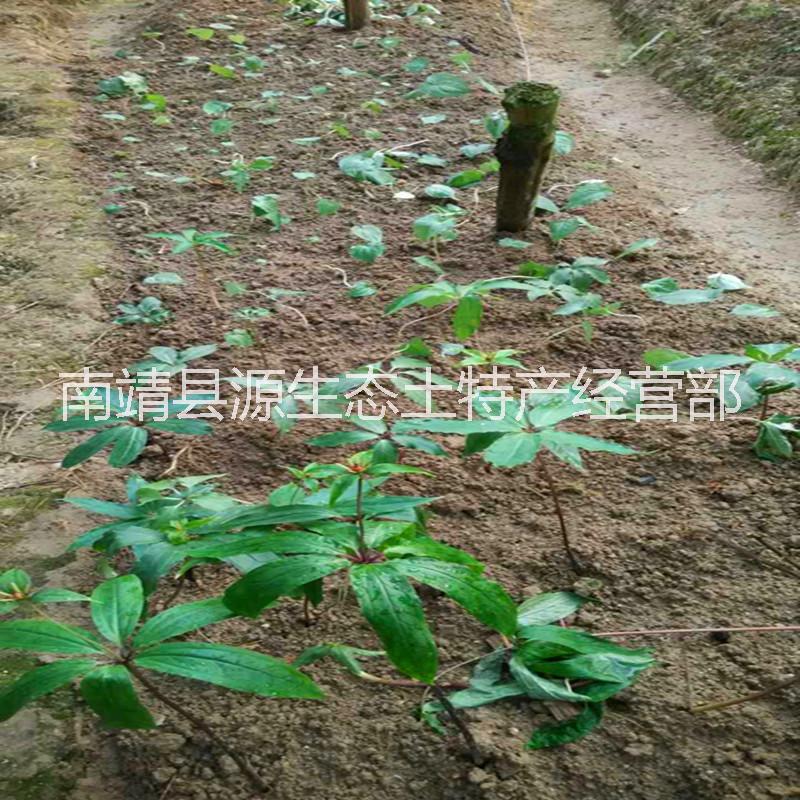福建多芽粉質華重樓圖片/福建多芽粉質華重樓樣板圖 (4)
