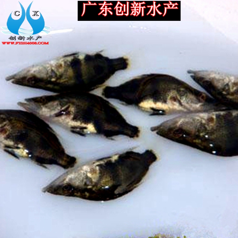 桂花魚苗圖片/桂花魚苗樣板圖 (1)