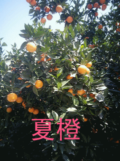 夏橙圖片/夏橙樣板圖 (4)