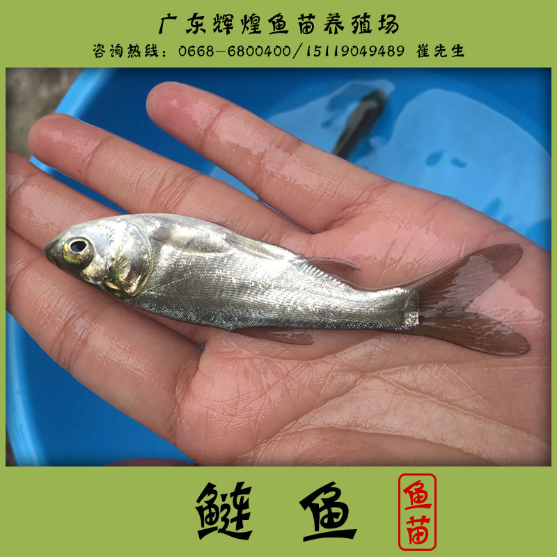 供應(yīng)鰱魚 ，鰱魚魚苗供應(yīng)商，鰱魚養(yǎng)殖基地，鰱魚魚苗價格