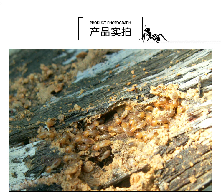 白蟻防治圖片/白蟻防治樣板圖 (3)