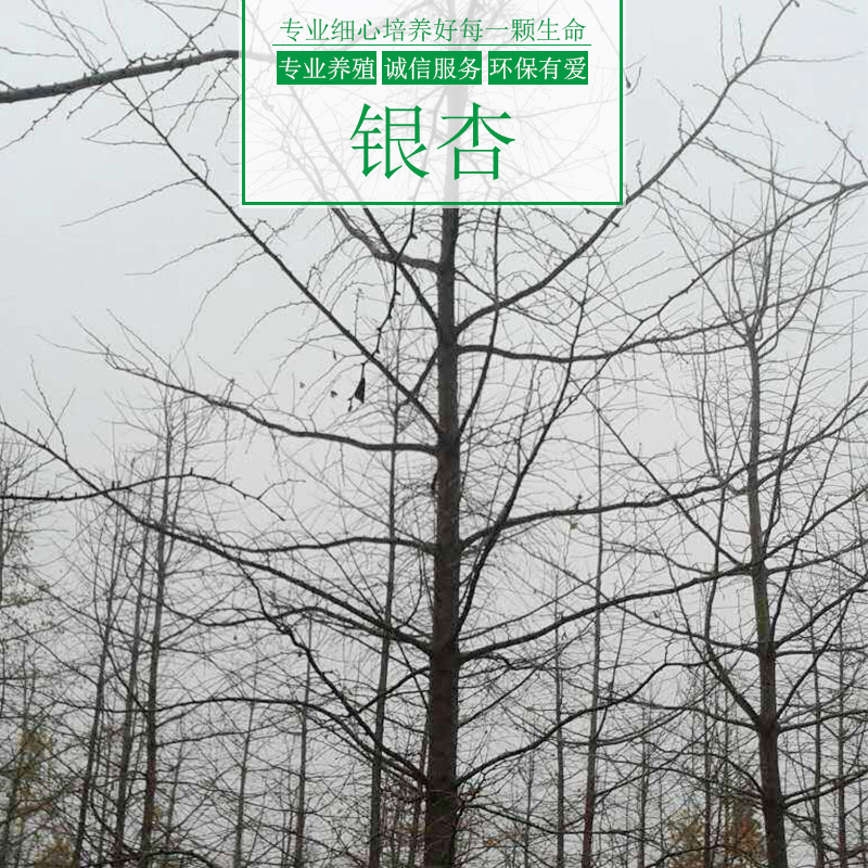 銀杏樹(shù)圖片/銀杏樹(shù)樣板圖 (3)