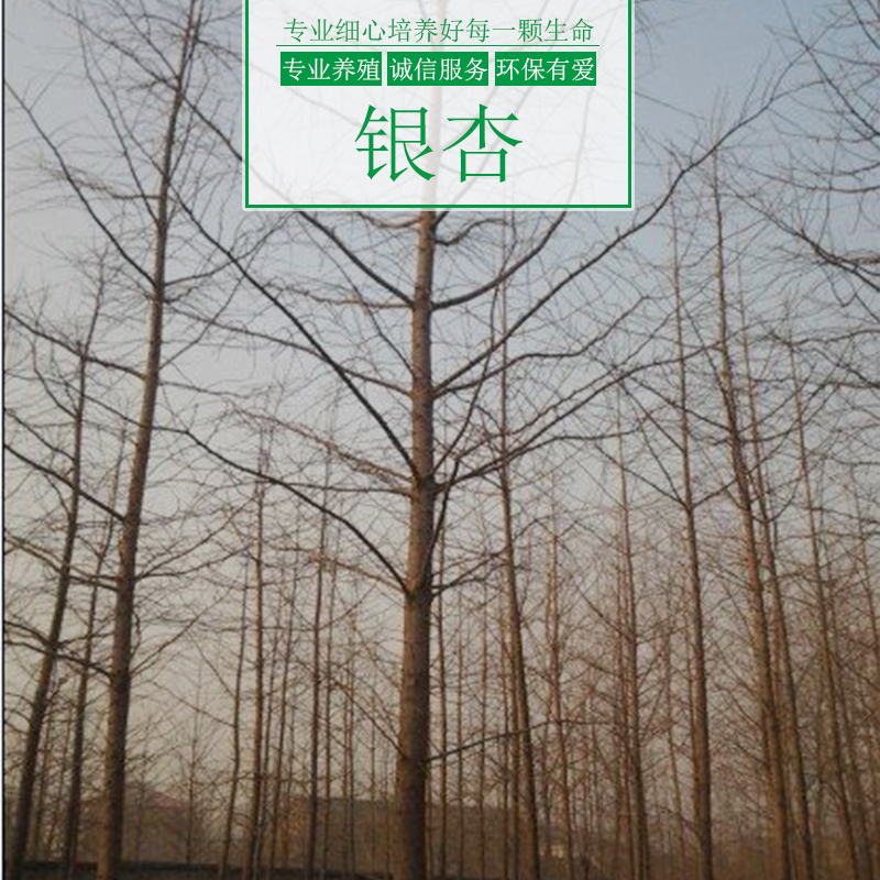 銀杏樹(shù)圖片/銀杏樹(shù)樣板圖 (1)