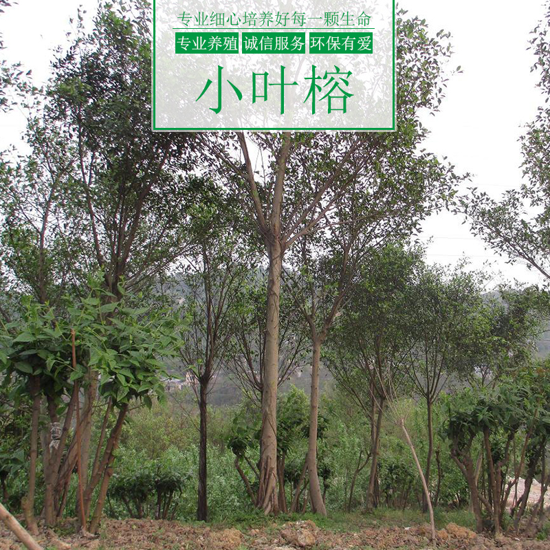 小葉榕樹圖片/小葉榕樹樣板圖 (4)