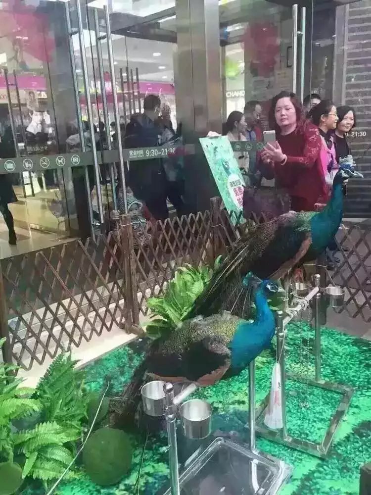 百鳥圖片/百鳥樣板圖 (2)