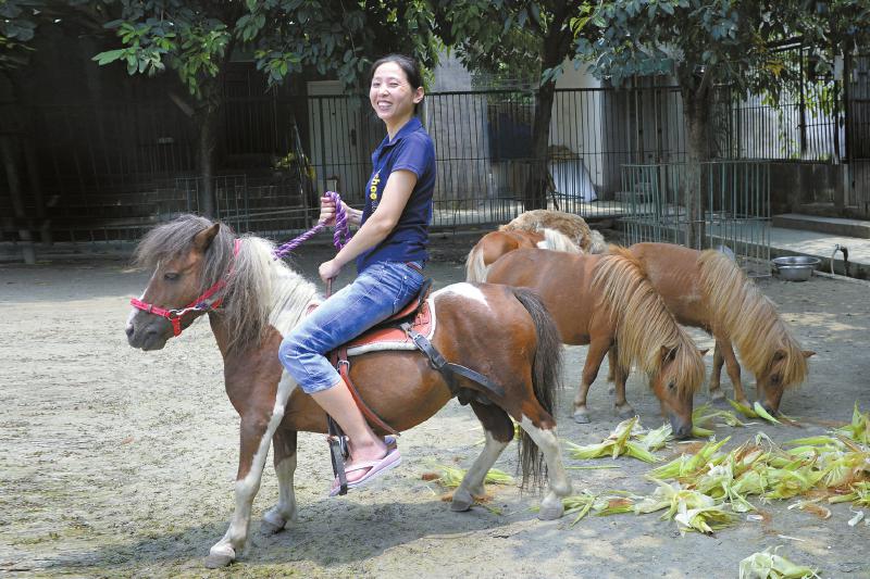 供应矮马 矮吗价格 骑乘马