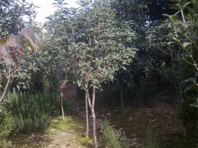 桂花圖片/桂花樣板圖 (1)