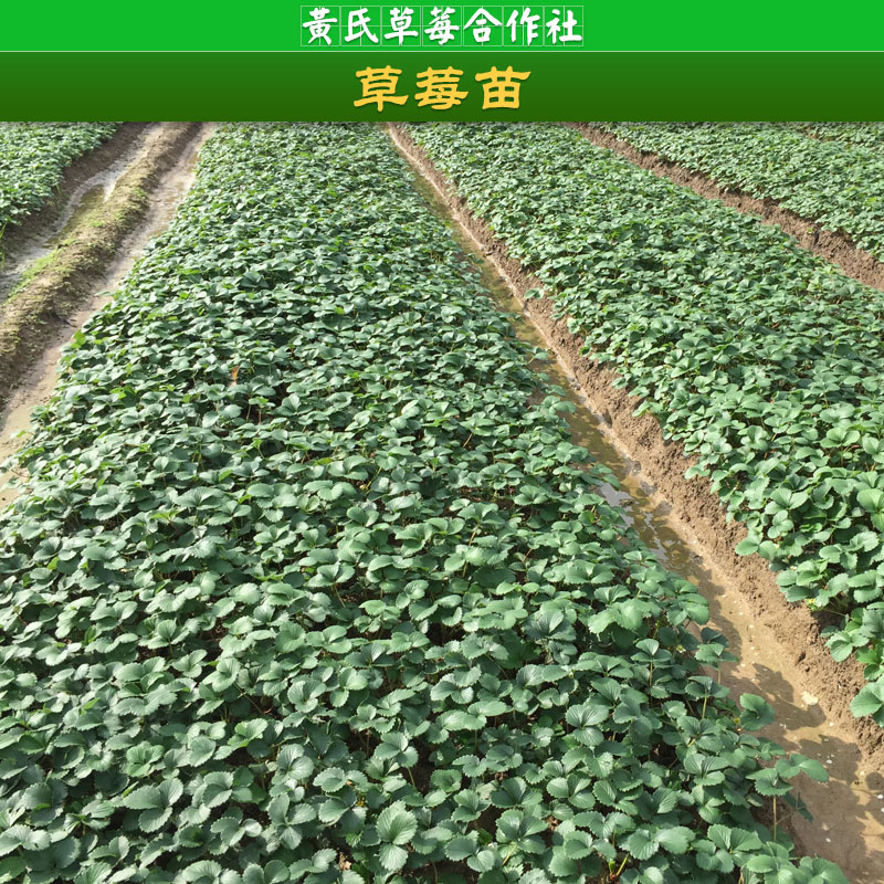 草莓苗圖片/草莓苗樣板圖 (1)
