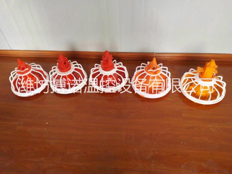 浙江雞圖片/浙江雞樣板圖 (4)