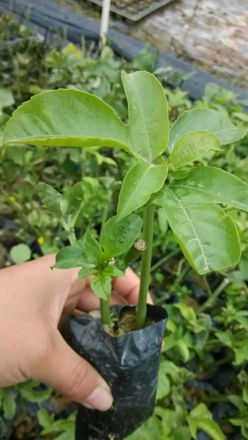 廣西百香果圖片/廣西百香果樣板圖 (4)