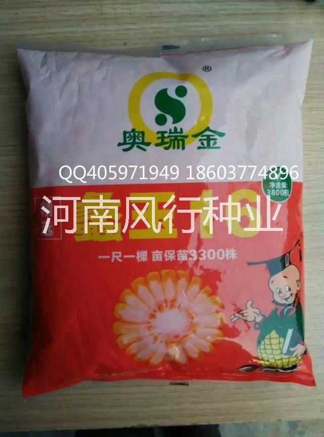 玉米種子圖片/玉米種子樣板圖 (1)