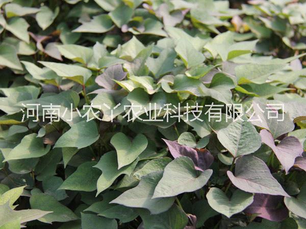 河南脫毒紅薯苗高產(chǎn)量紅薯苗圖片