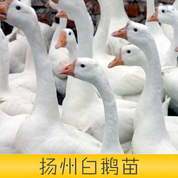 揚(yáng)州白鵝圖片/揚(yáng)州白鵝樣板圖 (4)