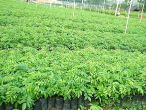 花梨苗圖片/花梨苗樣板圖 (3)