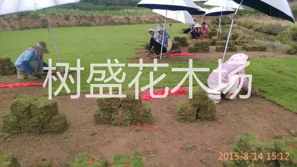 广西南宁马尼拉草草坪种植基地，沟叶结缕草价格优惠图片