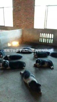 寧鄉(xiāng)圖片/寧鄉(xiāng)樣板圖 (4)