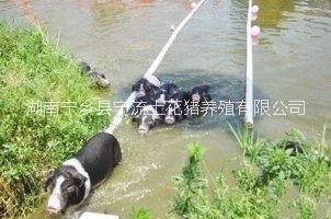 生态养殖宁乡花猪绿色养殖宁乡猪-生态养殖宁乡花猪-绿色养殖宁乡猪-绿色养殖生态猪