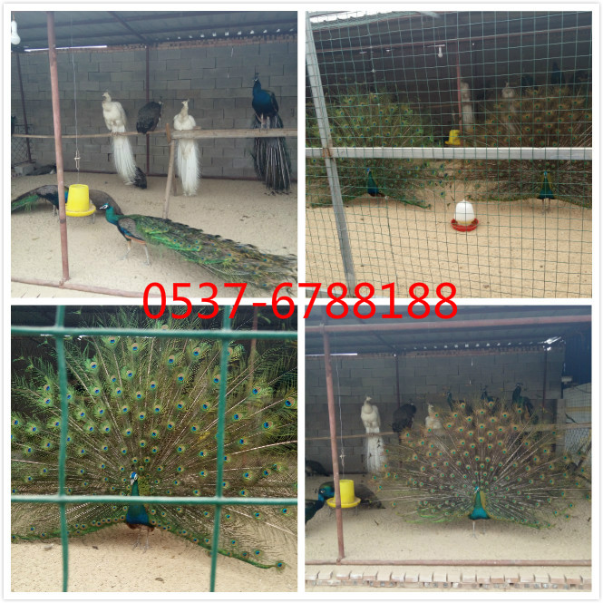 供應(yīng)*養(yǎng)殖需要什么條件