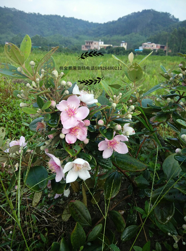 種苗圖片/種苗樣板圖 (2)