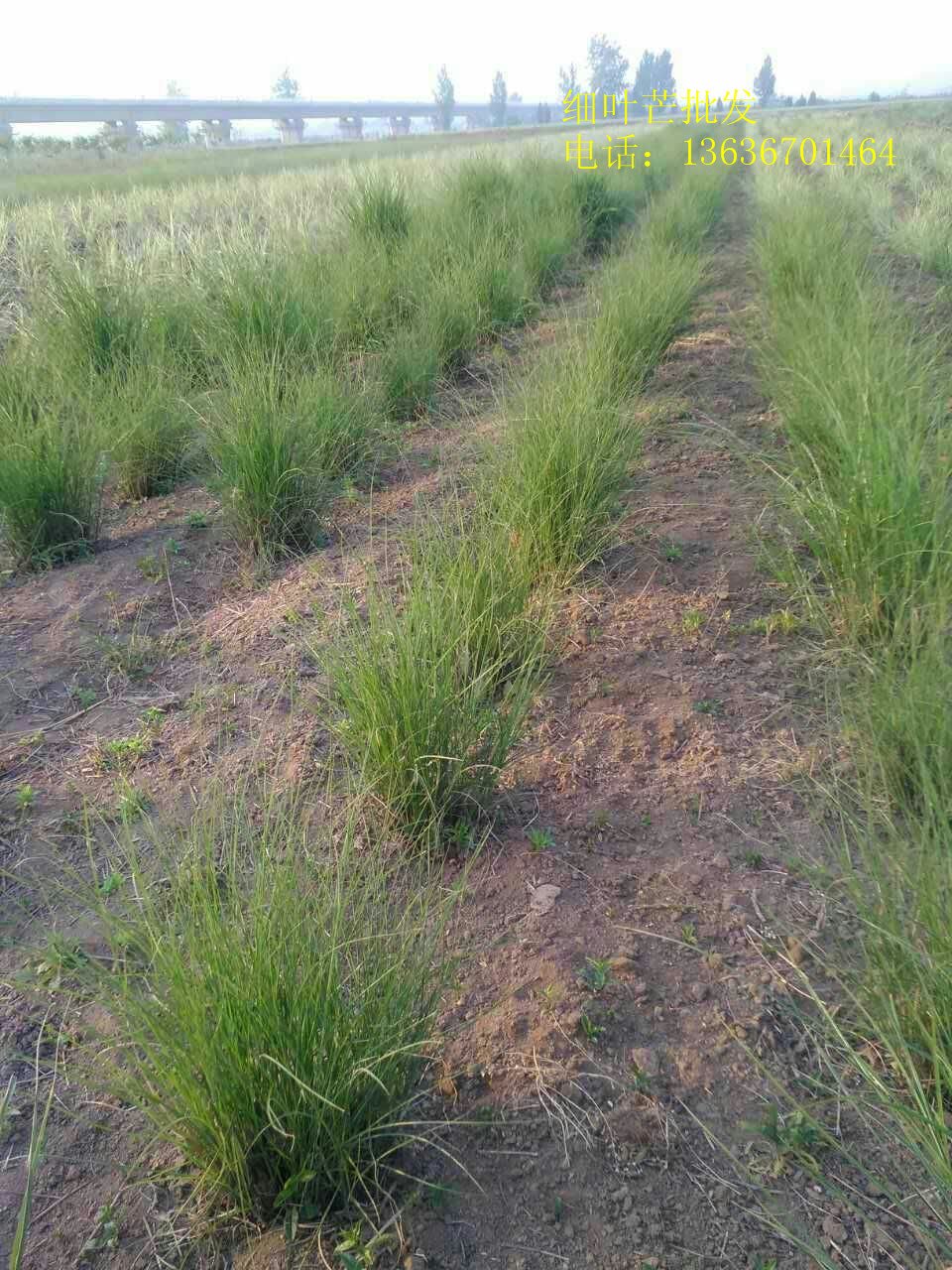 細(xì)葉芒圖片