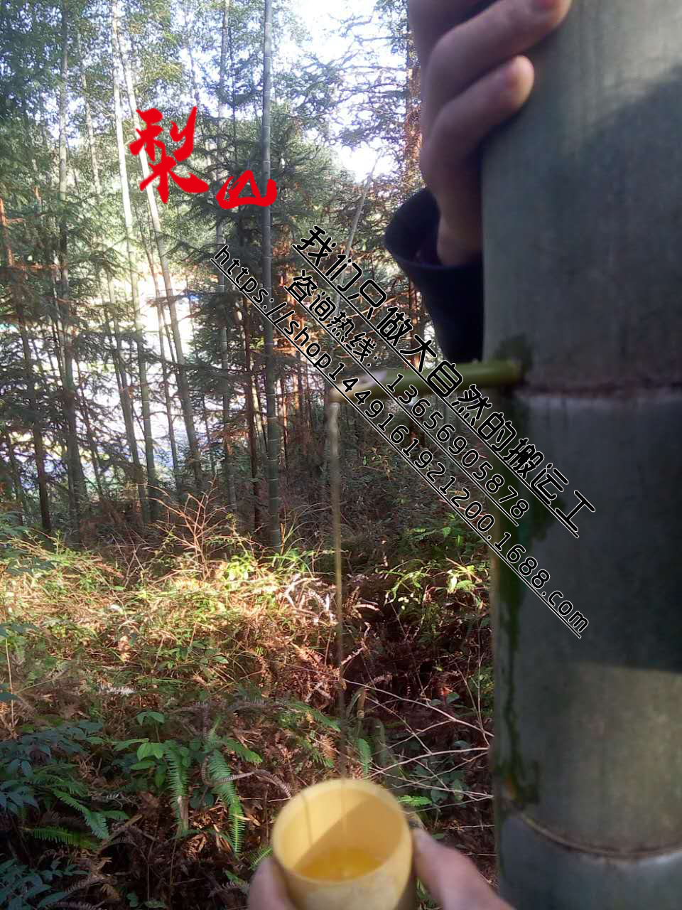 甘肅活竹筒酒圖片/甘肅活竹筒酒樣板圖 (4)