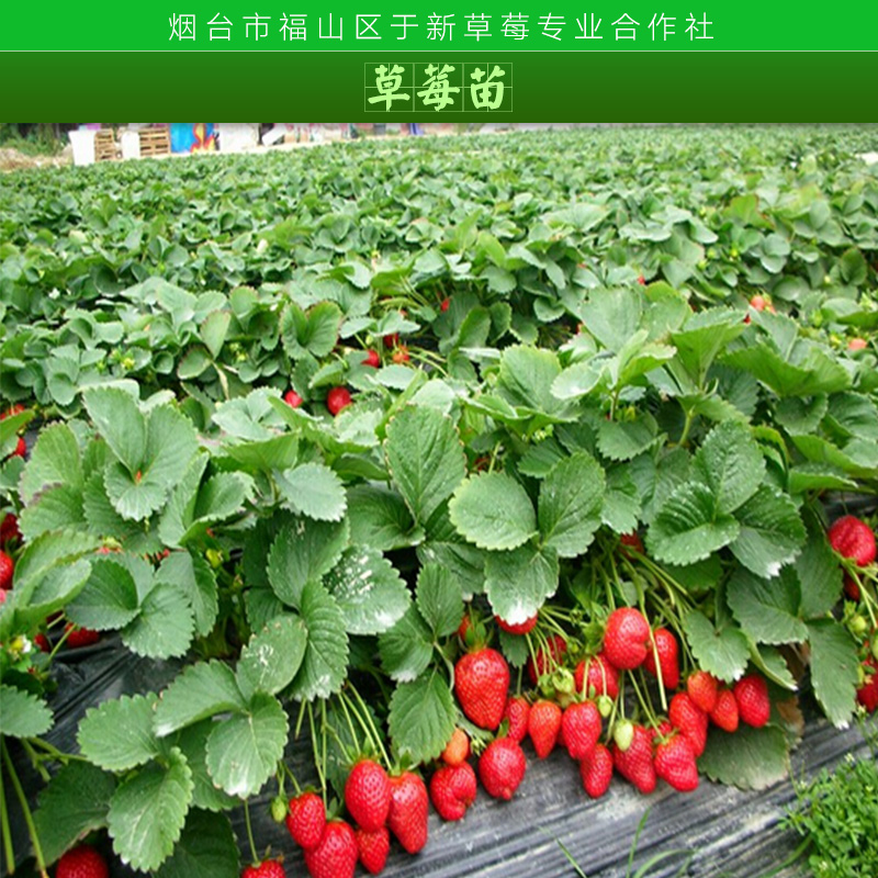 草莓苗