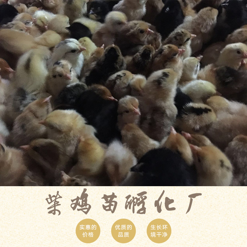 供應(yīng)柴雞苗孵化廠養(yǎng)殖孵化雞苗|土雞苗、優(yōu)質(zhì)雞苗|河南雞苗批發(fā)