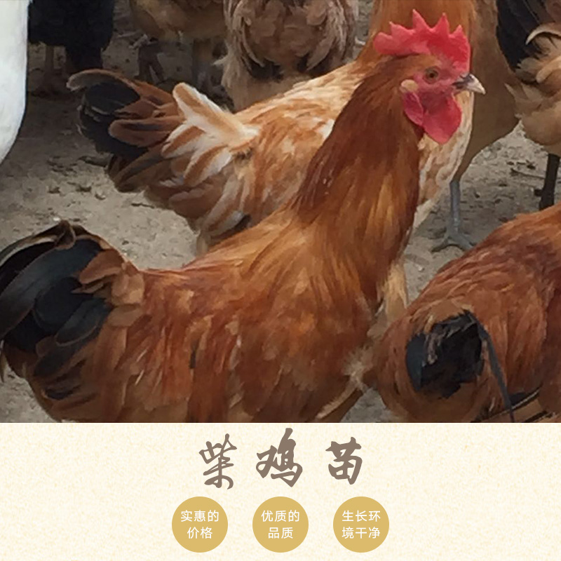 柴雞苗圖片/柴雞苗樣板圖 (2)