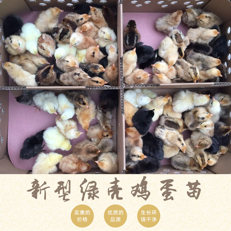 雞蛋苗圖片/雞蛋苗樣板圖 (2)