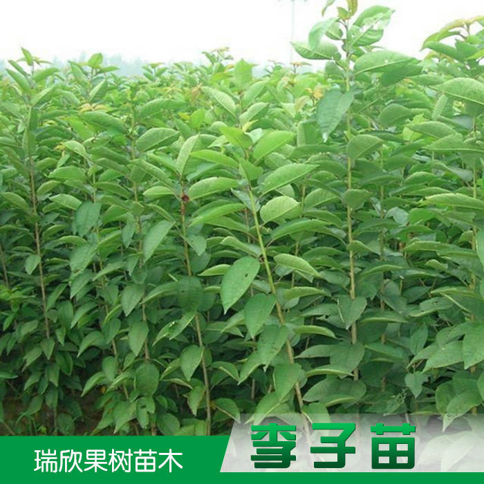 陜西瑞欣李子苗銷售