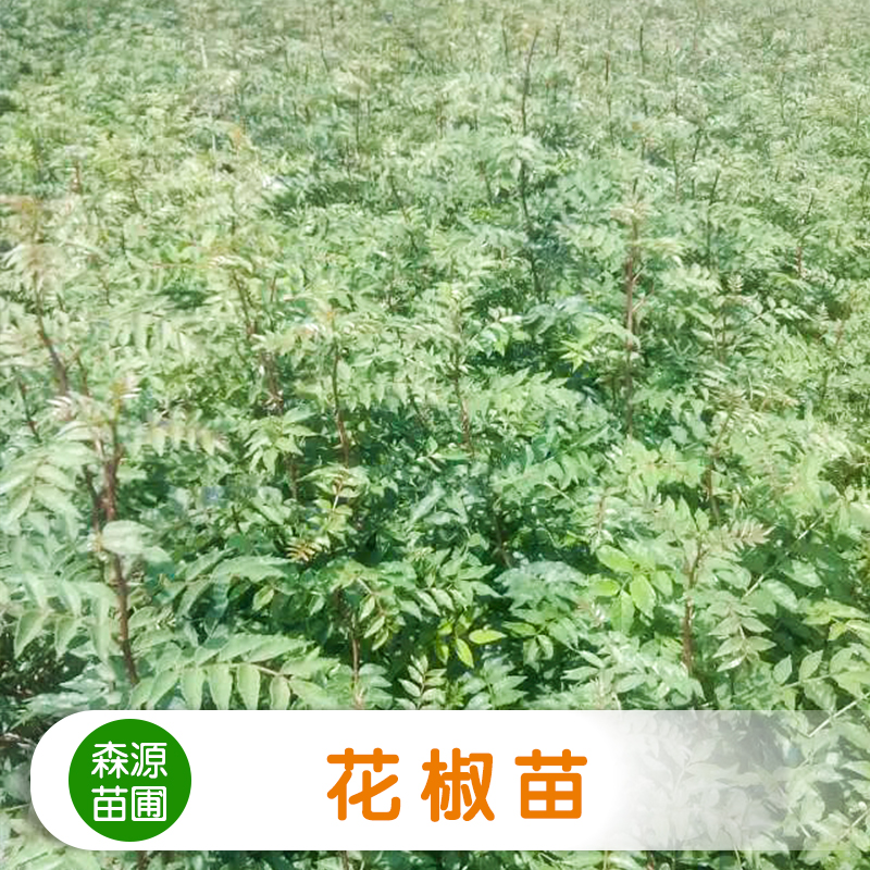 供應(yīng)花椒苗 蔬菜種苗批發(fā) 農(nóng)作物種子供應(yīng)商 花椒樹苗報(bào)價(jià)