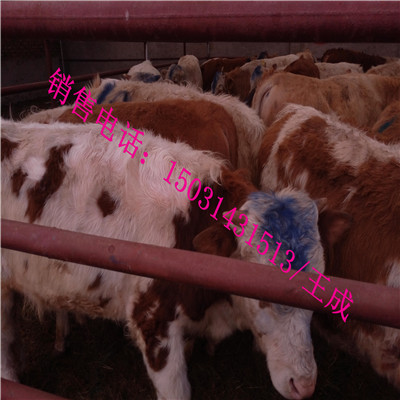 肉牛犢圖片/肉牛犢樣板圖 (3)