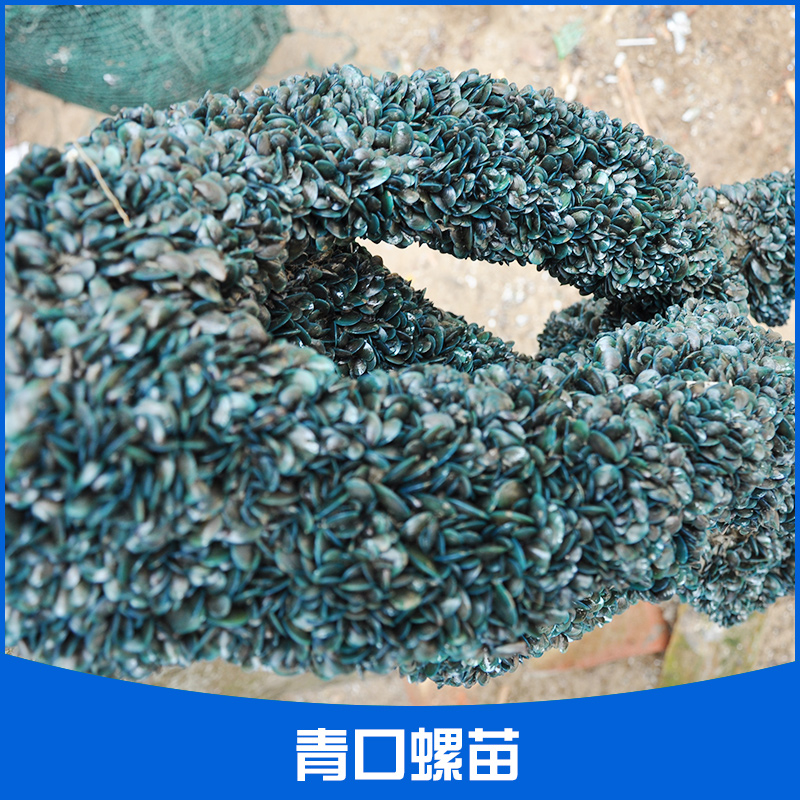 供應湛江青口螺苗 耳貝螺種苗 美麗螺苗 水產(chǎn)種苗 青口螺