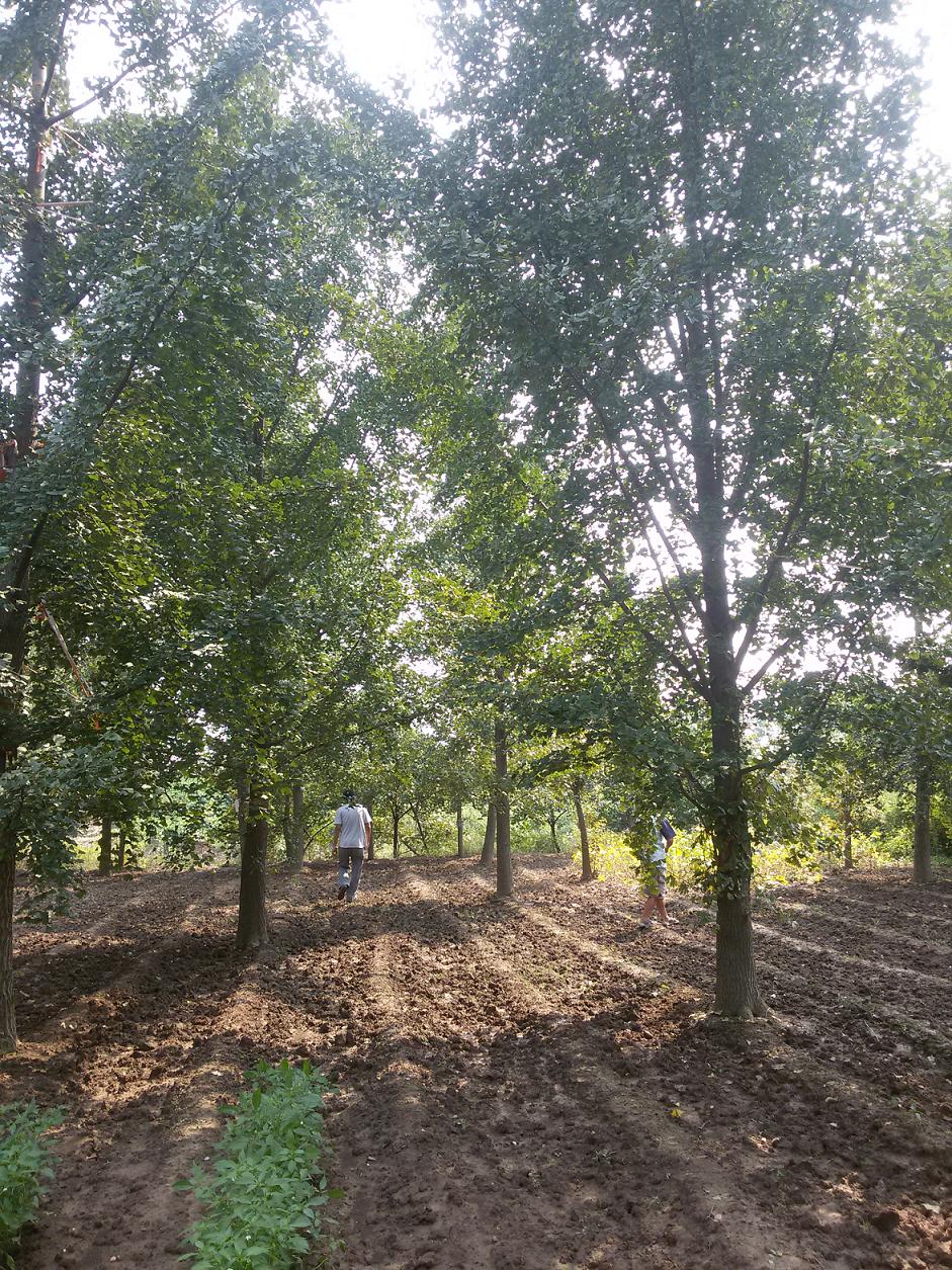 新村銀杏產(chǎn)業(yè)開發(fā)區(qū)銀杏苗木價(jià)格