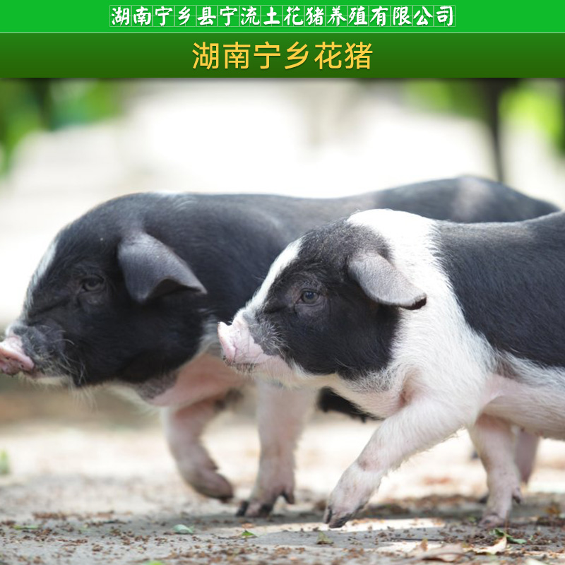 寧鄉(xiāng)土花豬圖片/寧鄉(xiāng)土花豬樣板圖 (3)