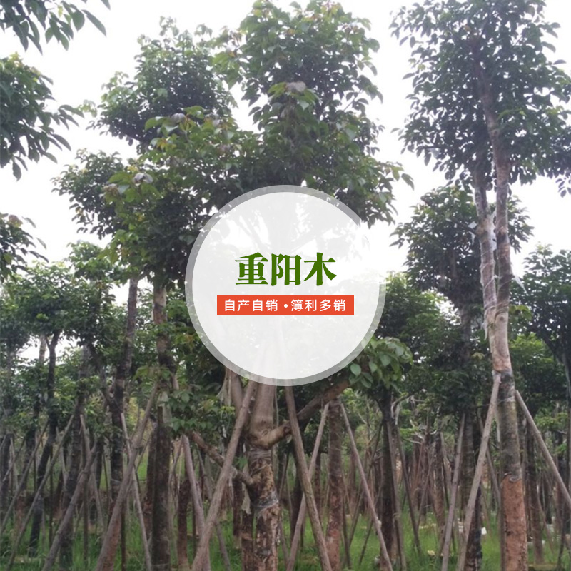重陽(yáng)木批發(fā)商圖片/重陽(yáng)木批發(fā)商樣板圖 (2)