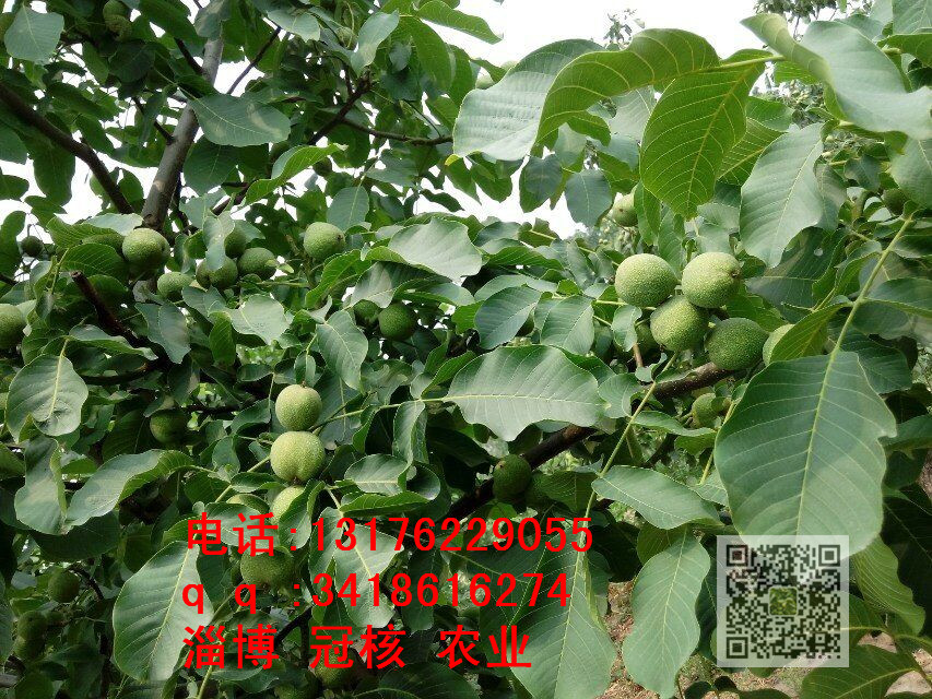 冠核一號核桃苗怎么樣？圖片/冠核一號核桃苗怎么樣？樣板圖 (1)