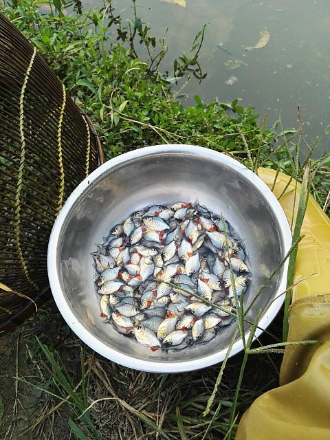 淡水白鲳鱼鱼苗价格 广东江门淡水白鲳鱼鱼苗批发零售 白鲳鱼苗价格