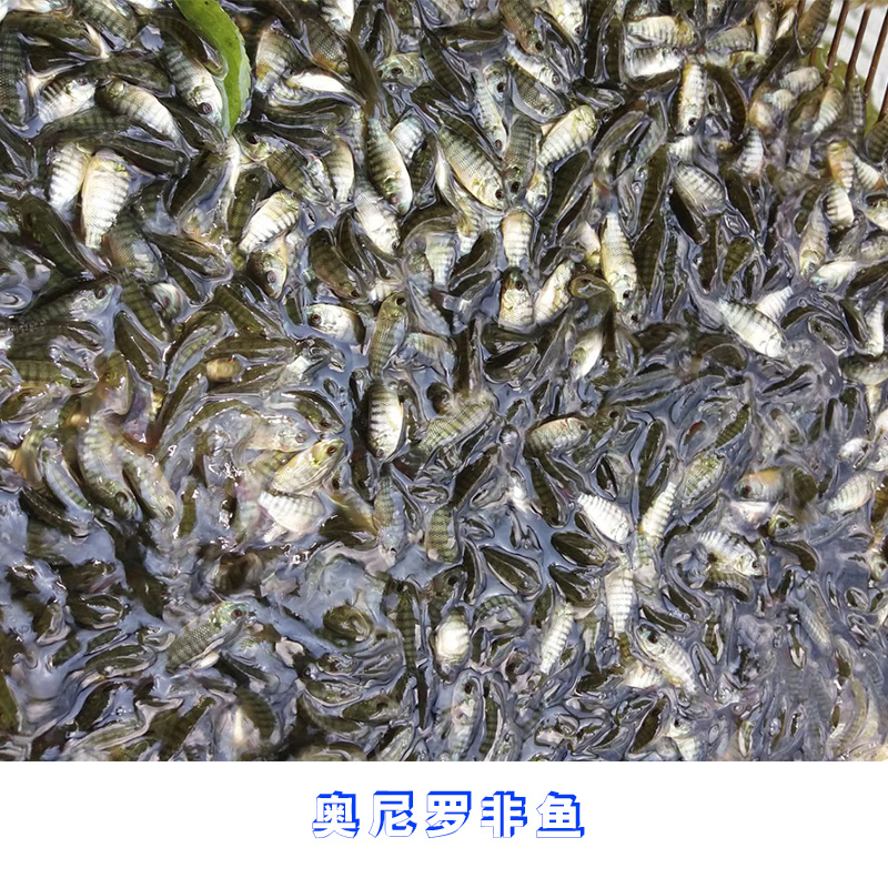 奧尼羅非魚(yú)批發(fā)價(jià)格 江門奧尼羅非魚(yú) 奧尼羅非魚(yú)批發(fā) 奧尼羅非魚(yú)