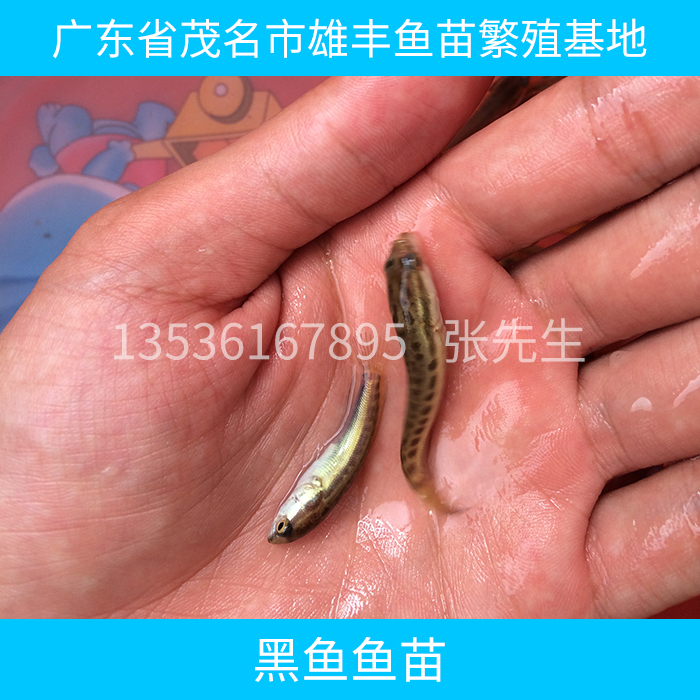 黑魚圖片/黑魚樣板圖 (2)