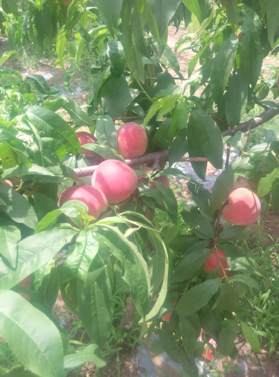 沂蒙山鮮桃大量上市圖片