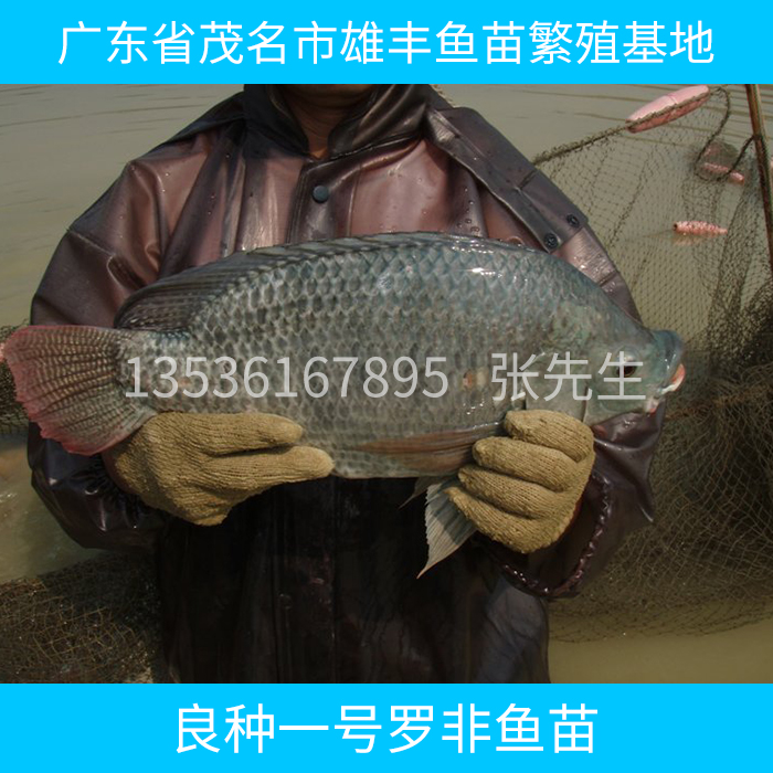 羅非魚苗圖片/羅非魚苗樣板圖 (2)