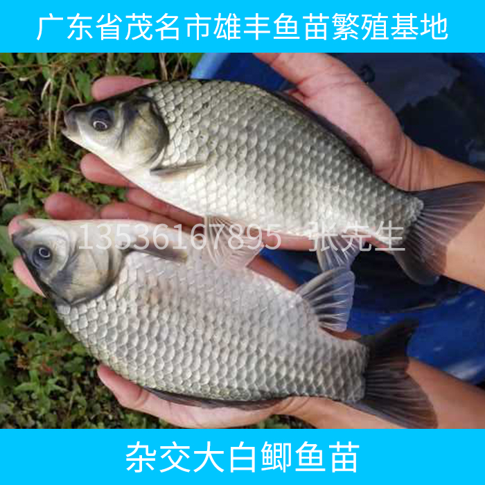 鯽魚苗圖片/鯽魚苗樣板圖 (1)