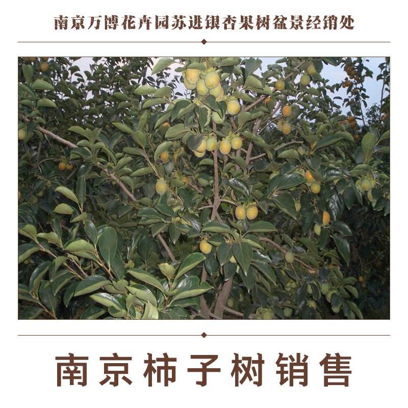 南京柿子樹銷售圖片/南京柿子樹銷售樣板圖 (3)