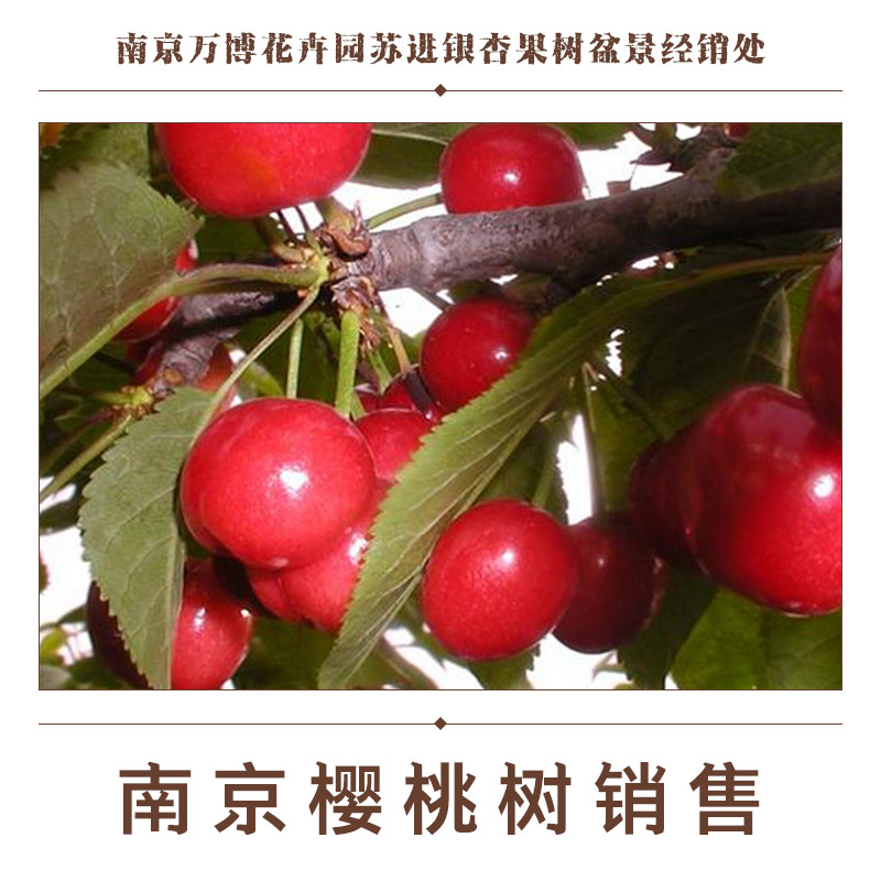 櫻桃樹圖片/櫻桃樹樣板圖 (4)