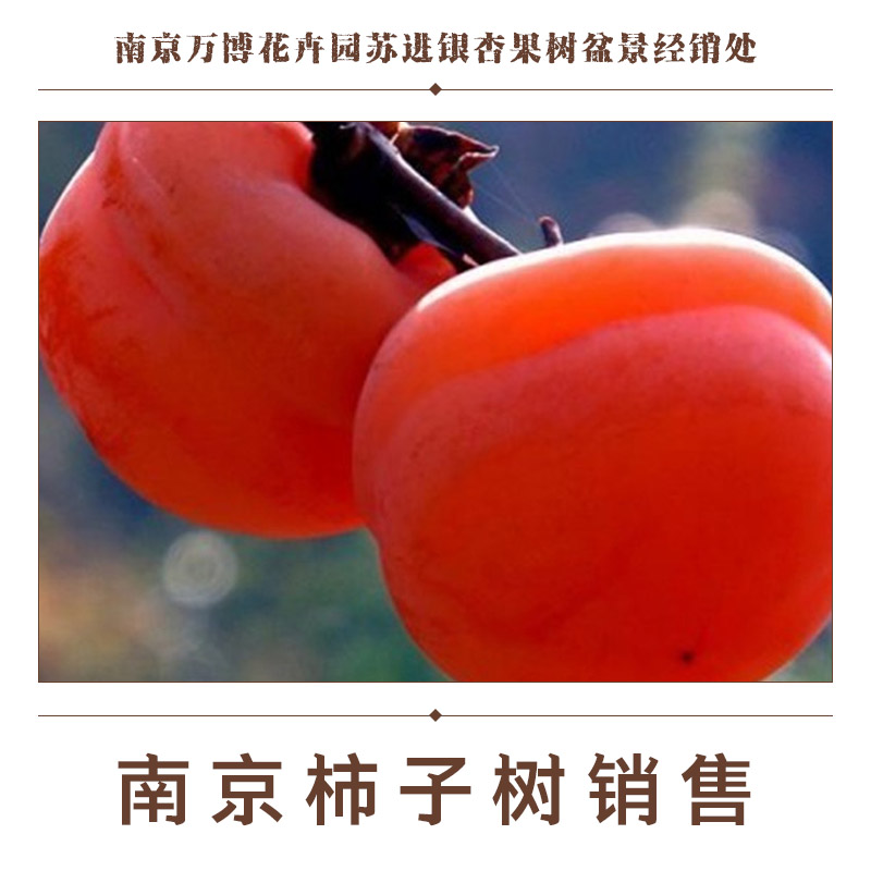 南京柿子樹銷售圖片/南京柿子樹銷售樣板圖 (4)