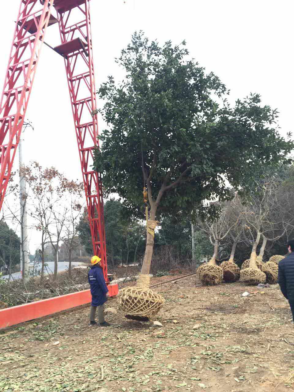 荆州市常年供应湖北香泡、湖北香橼厂家供应常年供应湖北香泡、湖北香橼