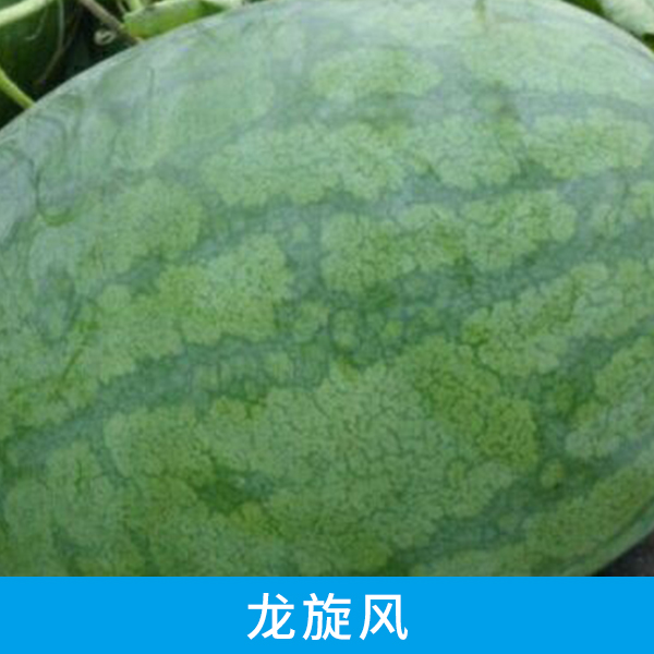 龍旋風圖片/龍旋風樣板圖 (3)