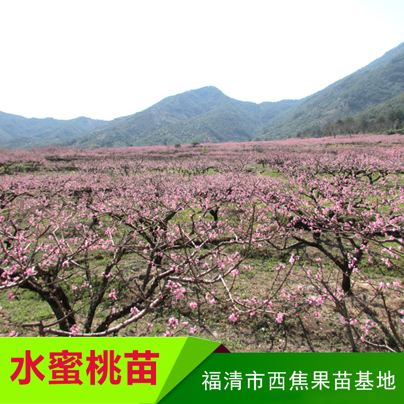 水蜜桃圖片/水蜜桃樣板圖 (4)