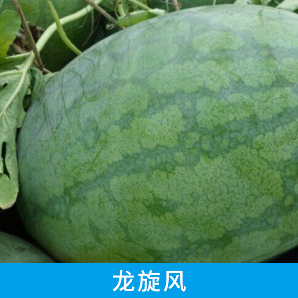 西瓜配送中心供應(yīng)龍旋風(fēng)、薄皮多汁早熟西瓜 山東龍旋風(fēng)西瓜批發(fā)